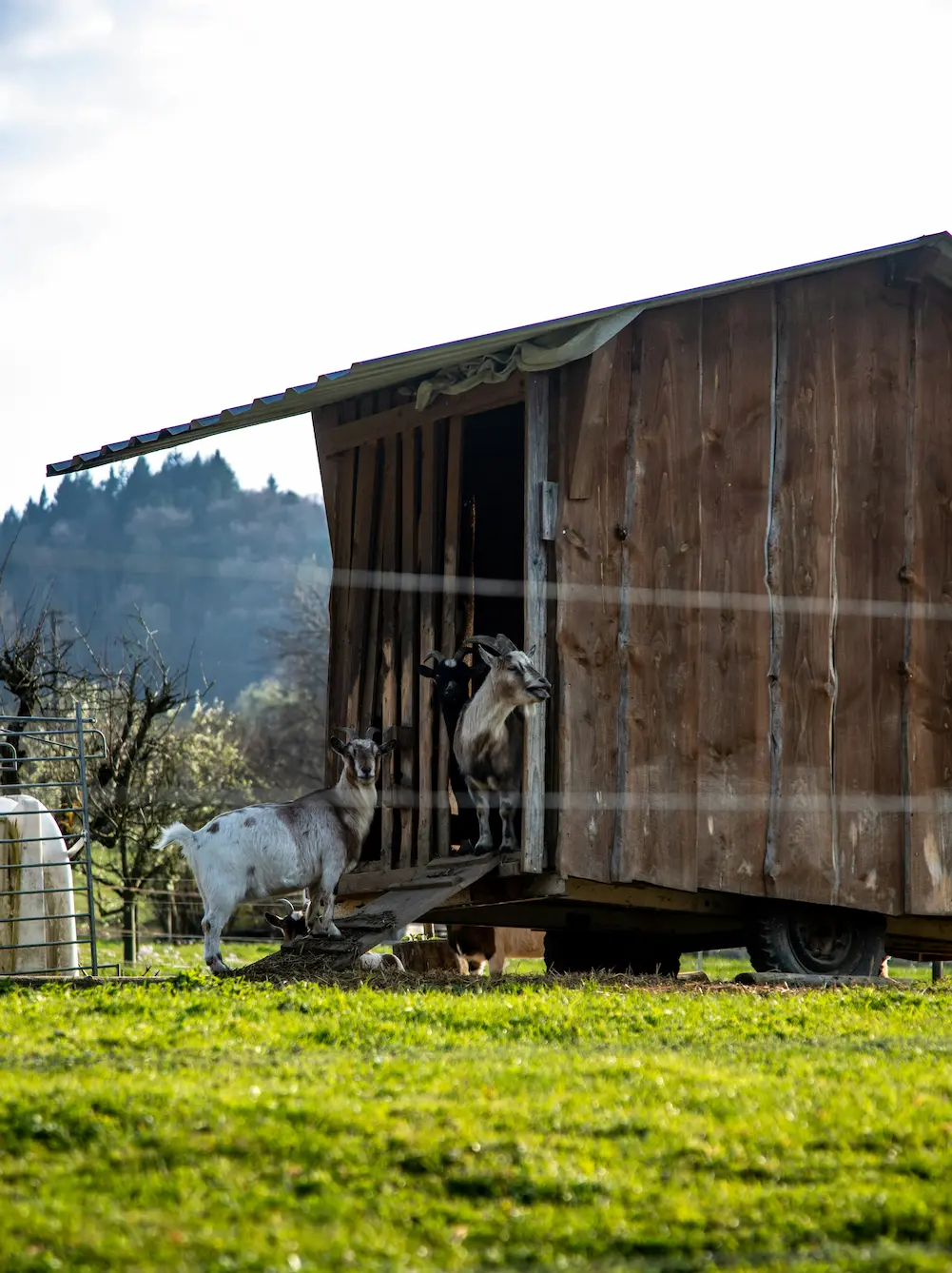 Partenaire Fromager de La Fourchette Biterroise
